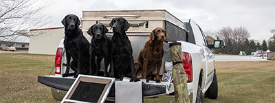 Dog sitting on the back of a truck